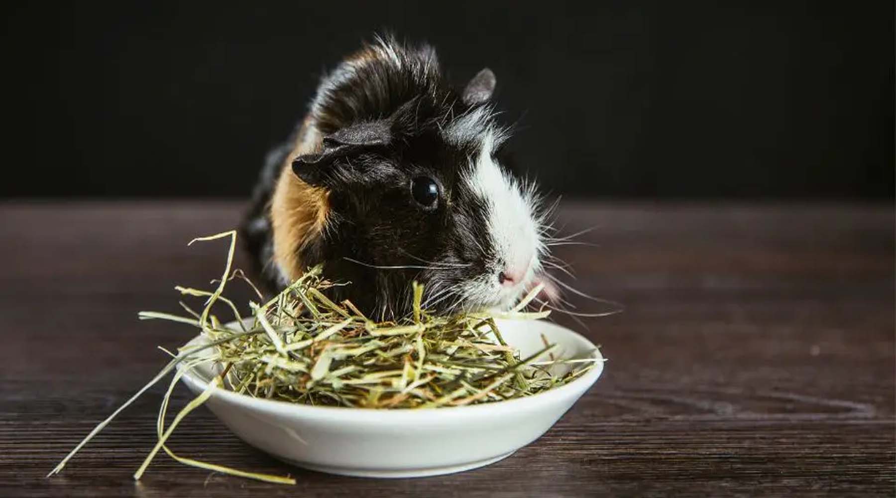 What Are The Best Types Of Hay For Guinea Pigs Exotic Wings and Pet Things Inc