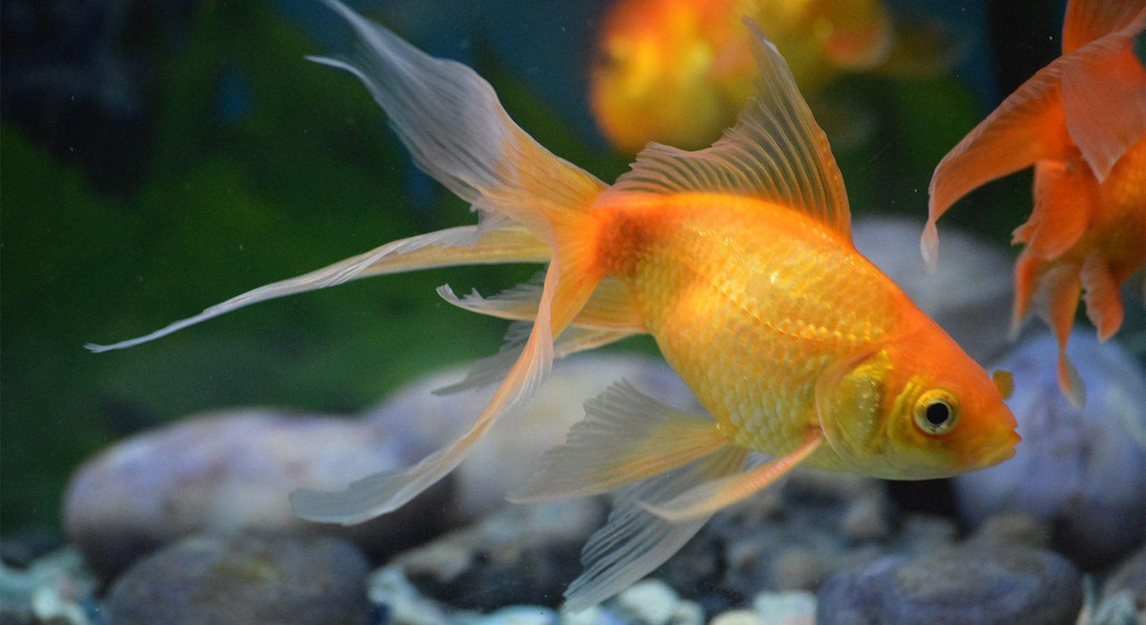 Fantail Goldfish Exotic Wings and Pet Things Inc