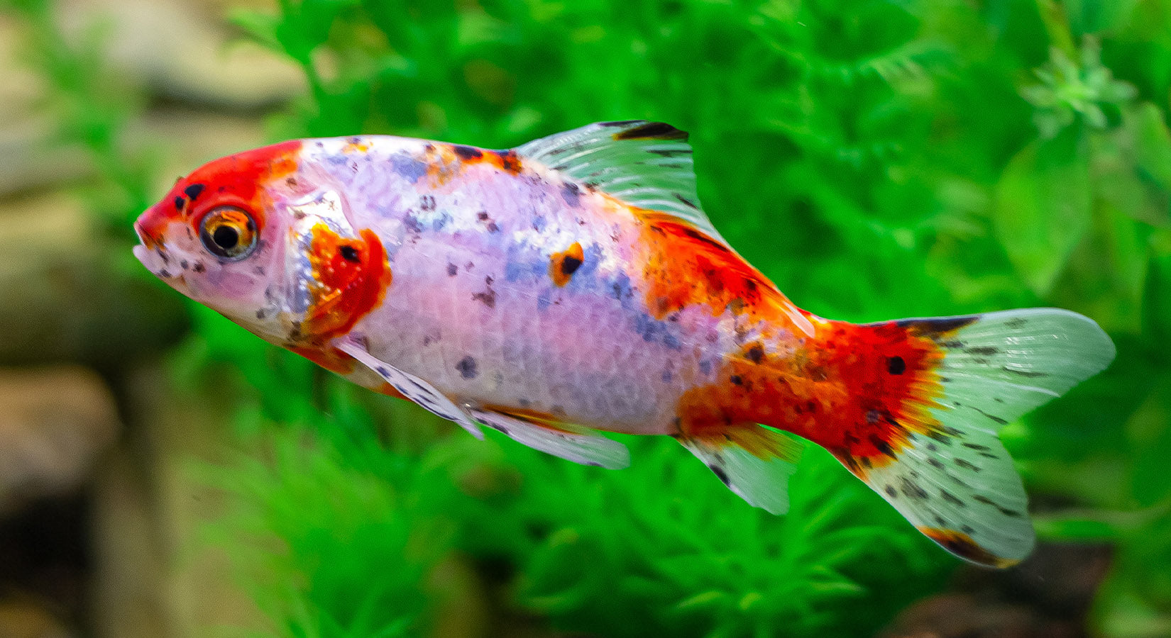 Goldfish enrichment toys online