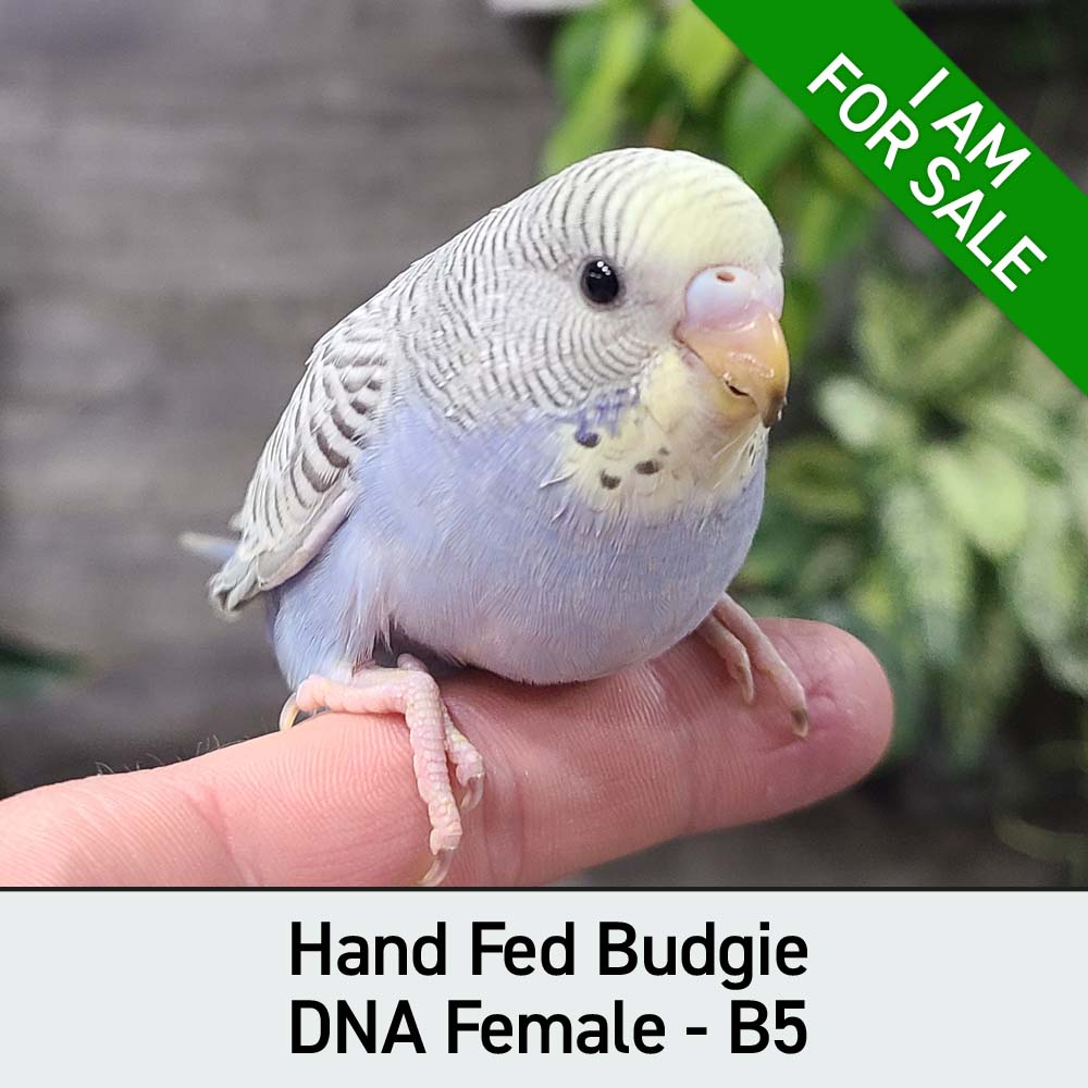 Budgie