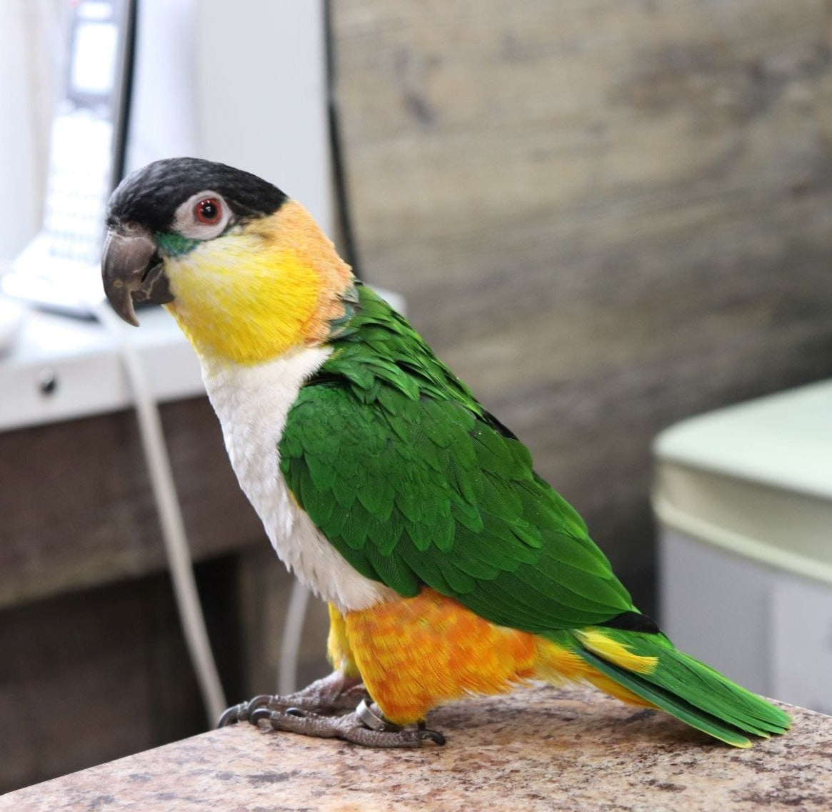 Caique on sale for sale