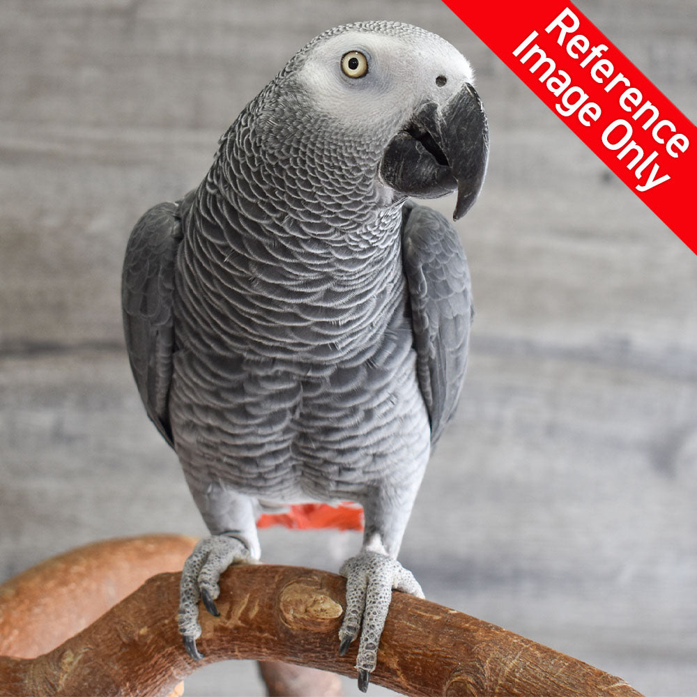 Pet shop parrots cheap for sale