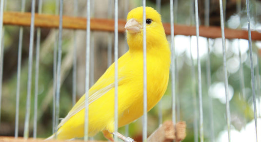 3 Easy Homemade Cage Cleaners