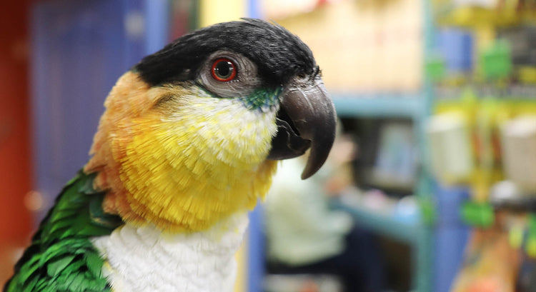 Parrot Profile: Caique