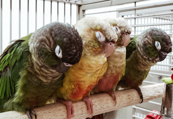 Green-Cheeked Conure - Pyrrhura molinae