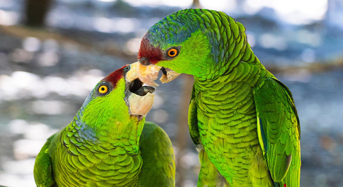 Male vs Female Bird As Pets