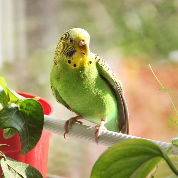 Safe and Unsafe Plants for Parrots, Parakeets, and other Birds List