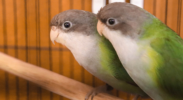 Parrot Profile: Sierra Parakeet