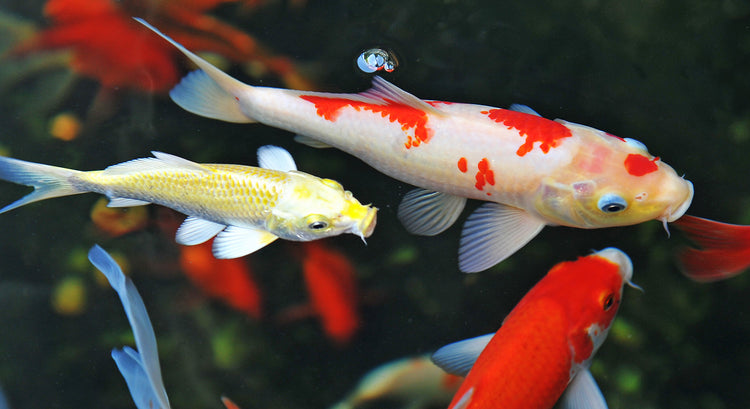 American Koi