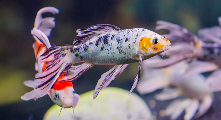 American Butterfly Koi