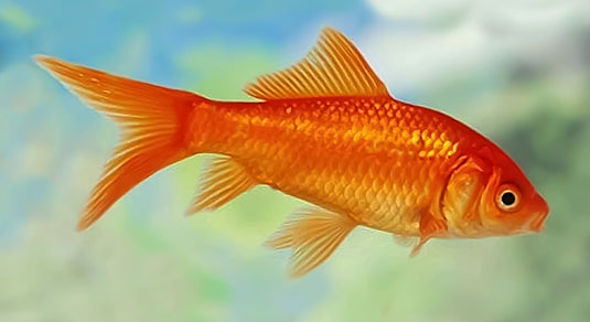 Comet Goldfish