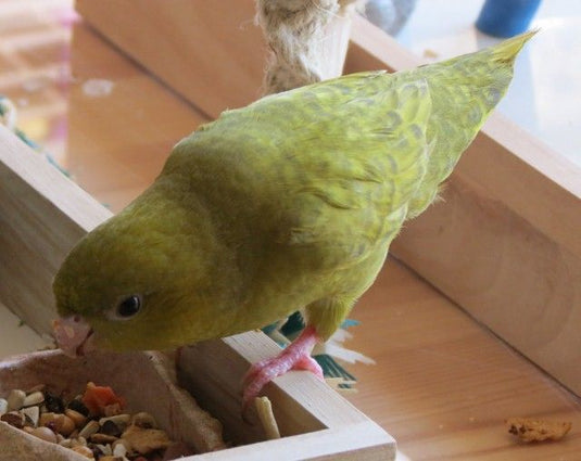 Lineolated Parakeet - Bolborhynchus lineola