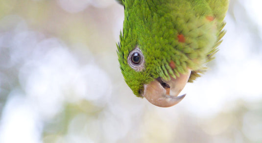 Seasonal Safety For Your Pet Bird