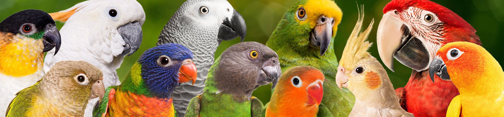 Everything Bird - Find Any Products You Need for Your Pet Birds ...