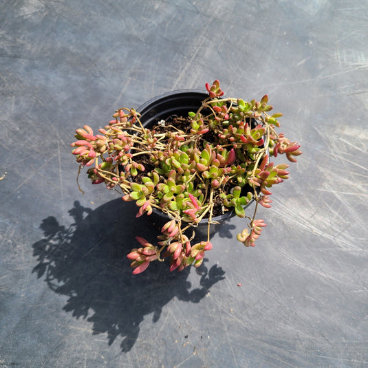 Ground Cover Sedum | Perennial Stonecrop