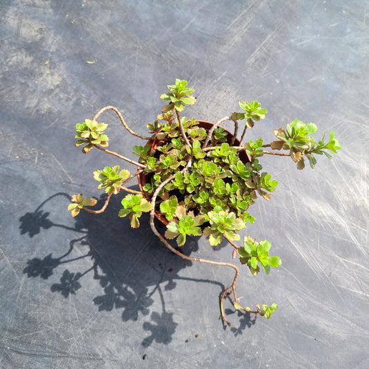 Ground Cover Sedum | Perennial Stonecrop