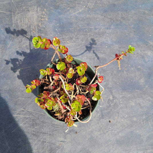 Ground Cover Sedum | Perennial Stonecrop