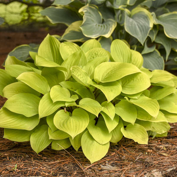 Fire Island | Specialty Hosta 3/4 Gal
