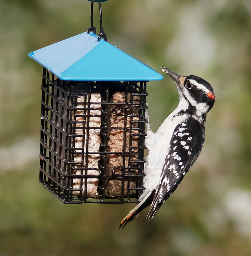 Stokes Select Single Suet Feeder with Weather Guard
