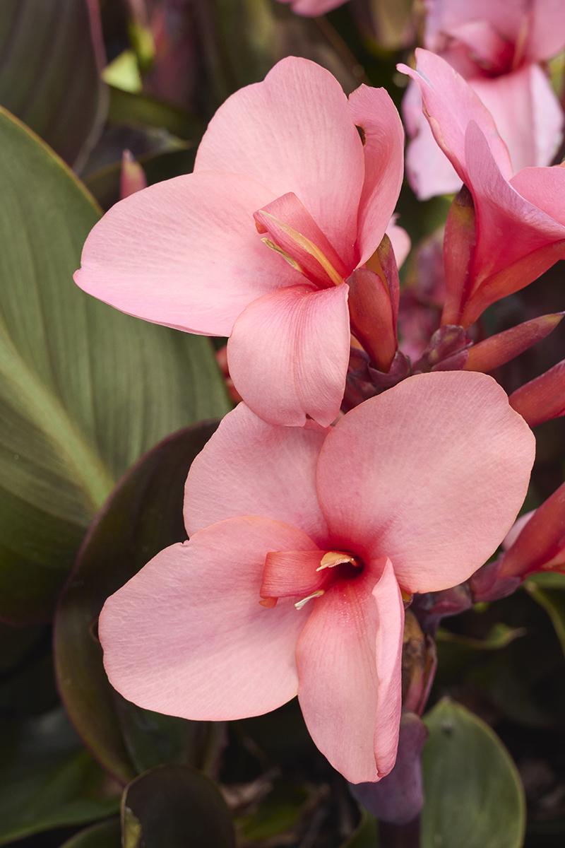 Novelty Canna Lily - Cannova Bronze Orange - Garden or Pond Plant ...