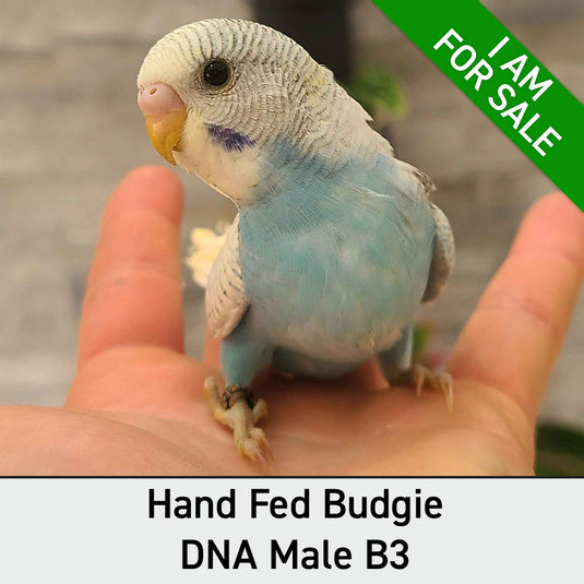 Hand Fed Budgie Parakeet - Melopsittacus undulatus