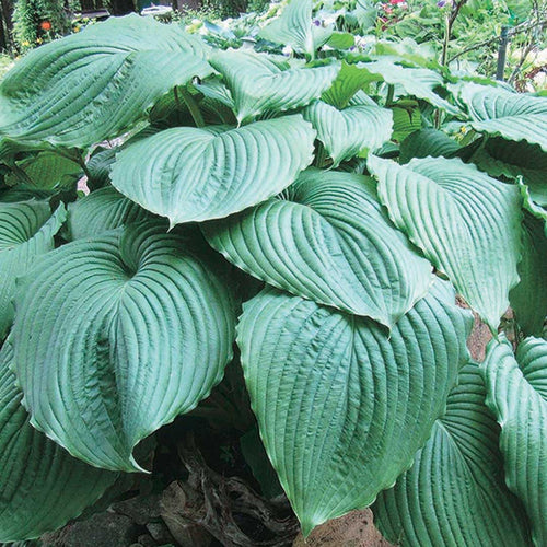 Empress Wu | Novelty Hosta 1 Gal