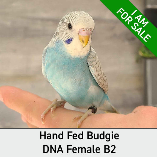 Hand Fed Budgie Parakeet - Melopsittacus undulatus