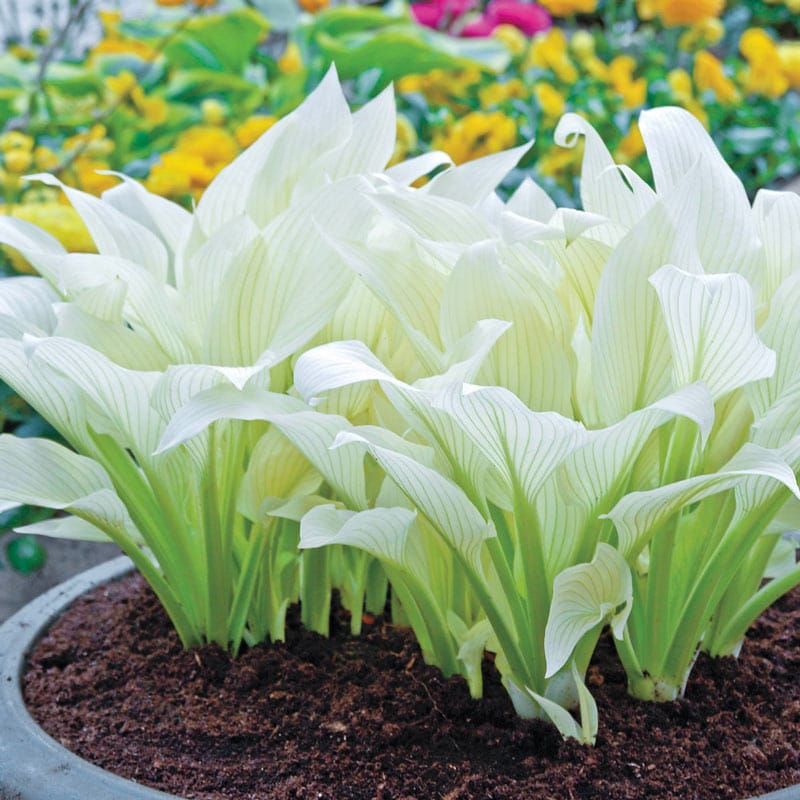 White Feather Version 2.0 | Specialty Hosta 1 Gal
