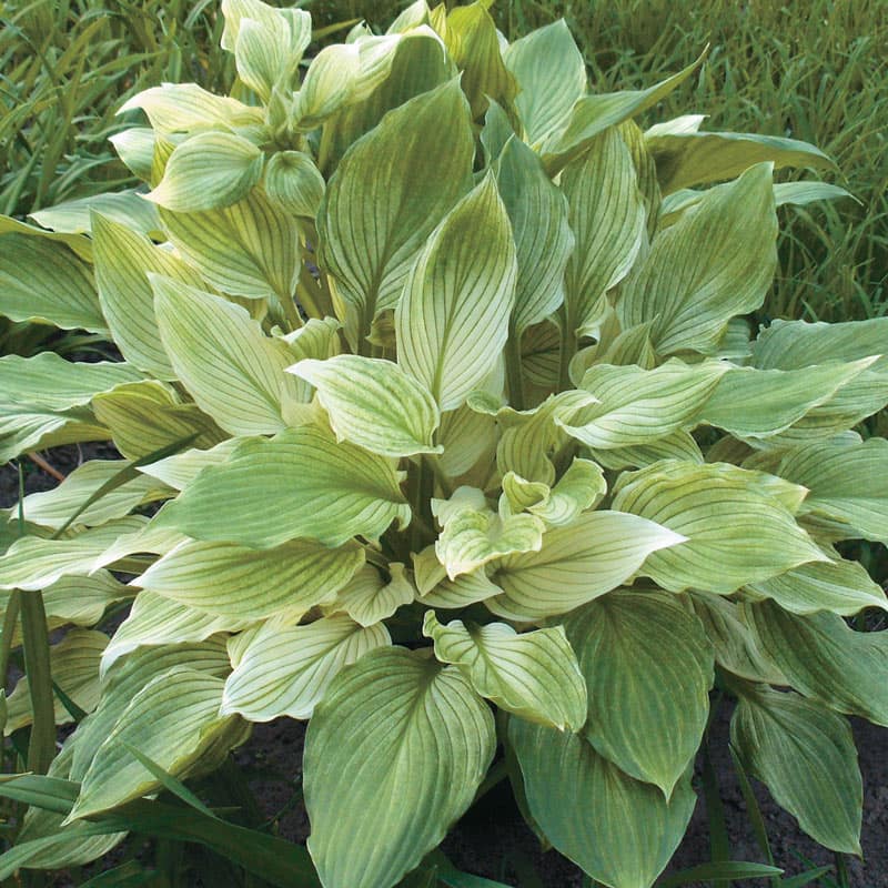 White Feather Version 2.0 | Specialty Hosta 1 Gal
