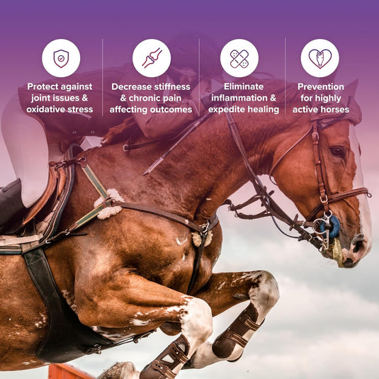 Tri-Acta H.A Maximum Equine Mobility Support for Sport/Working & Retired Horses