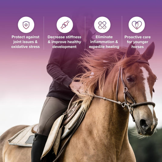 Tri-Acta Regular Strength Equine Mobility Support for Sport/Working & Retired Horses