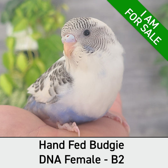 Hand Fed Budgie Parakeet - Melopsittacus undulatus