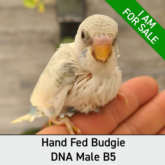 Hand Fed Budgie Parakeet - Melopsittacus undulatus