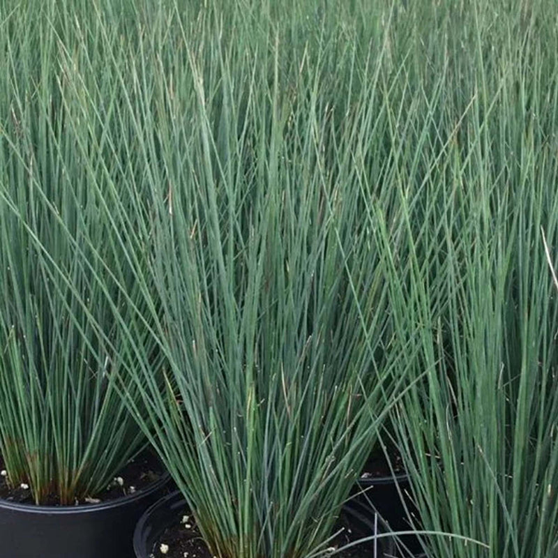 Blue Arrows' Rush | Juncus 'Blue Arrows' - BAREROOT
