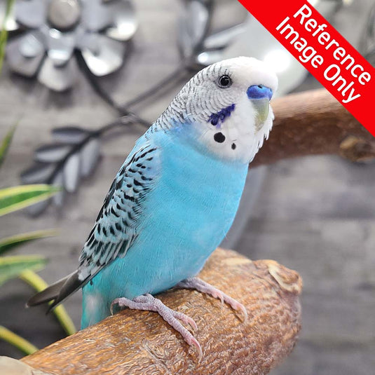 Hand Fed Budgie Parakeet - Melopsittacus undulatus