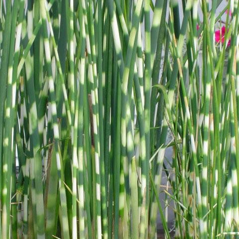 Zebra Rush | Scirpus zebrinus
