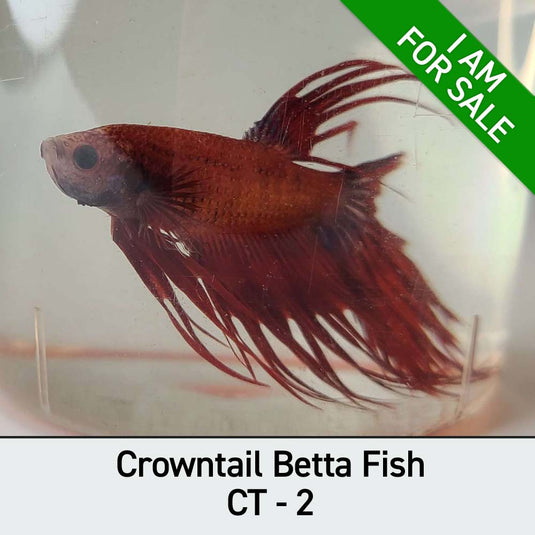 Male Betta Fish (Betta splendens) Curbside Pickup Only