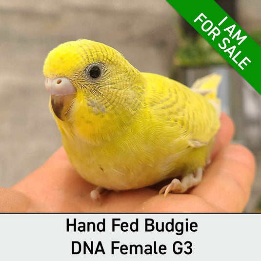 Hand Fed Budgie Parakeet - Melopsittacus undulatus