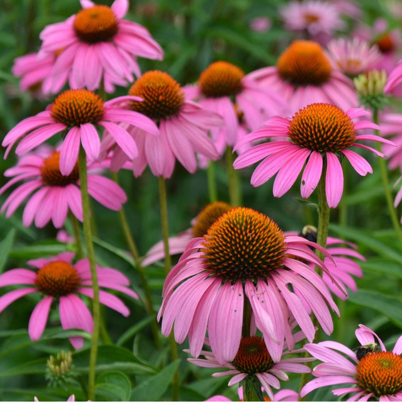 Ruby Star' Cone Flower | Perennial
