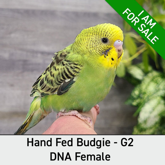 Hand Fed Budgie Parakeet - Melopsittacus undulatus