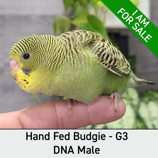 Hand Fed Budgie Parakeet - Melopsittacus undulatus