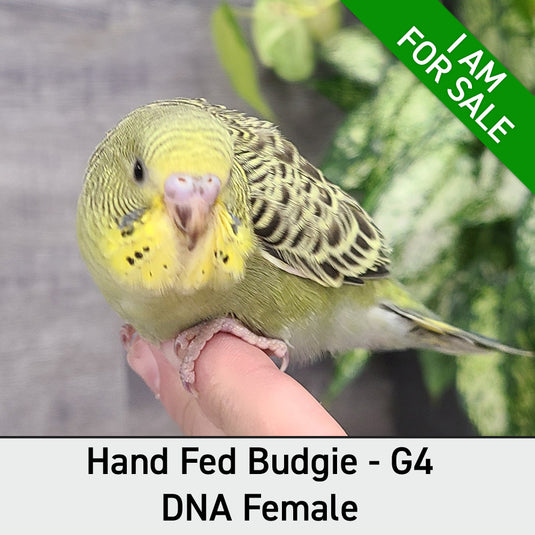 Hand Fed Budgie Parakeet - Melopsittacus undulatus