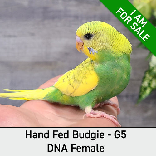 Hand Fed Budgie Parakeet - Melopsittacus undulatus