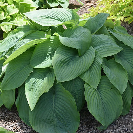 Empress Wu | Novelty Hosta 1 Gal
