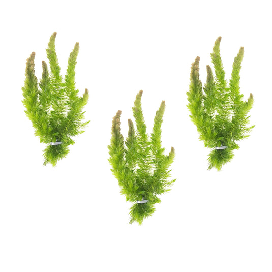 Bulk Hornwort - Pond Oxygenator Plant