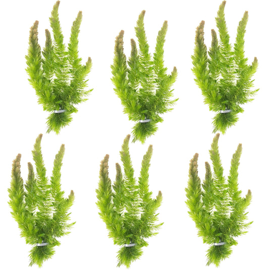 Bulk Hornwort - Pond Oxygenator Plant