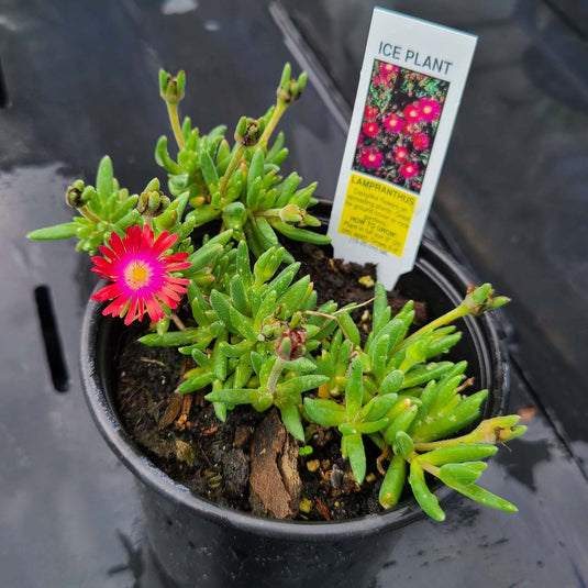 Ground Cover Sedum | Perennial Stonecrop