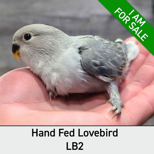 Hand Fed Peach Faced Love Bird/Mutation - Agapornis roseicollis