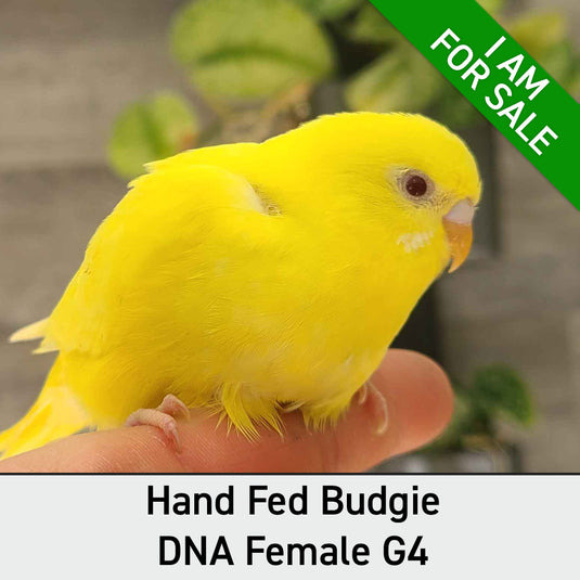 Hand Fed Budgie Parakeet - Melopsittacus undulatus