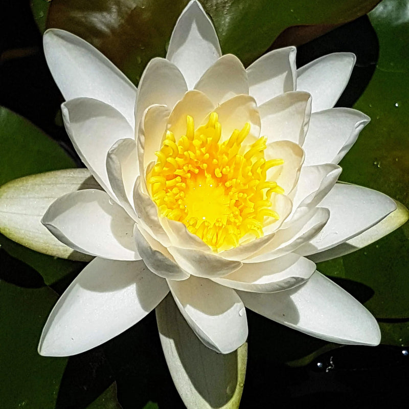 Gladstone | Nymphaea | Water Lily
